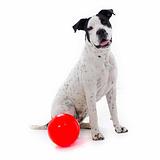 Aussie Enduro Ball - MEDIUM - Suited for dogs 10 - 30kg