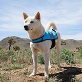 Cooler Vests for dogs -   small (Girth Size: 41-61cm)