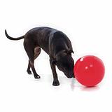 Aussie Enduro Ball - LARGE - Suited for dogs 30 - 50kg