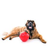 Aussie Enduro Ball - LARGE - Suited for dogs 30 - 50kg